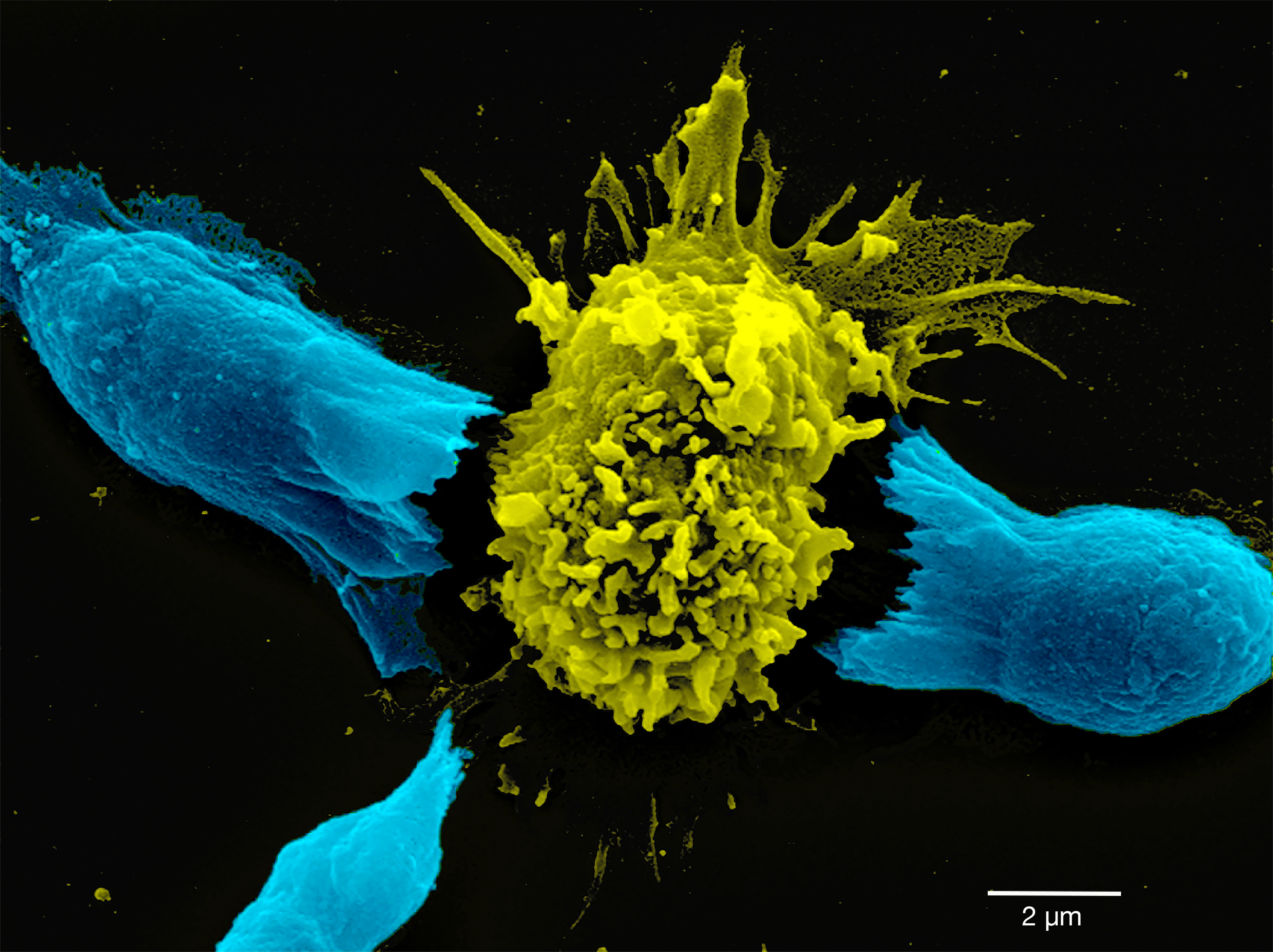 NFDI4BIOIMAGE Calendar September 2025