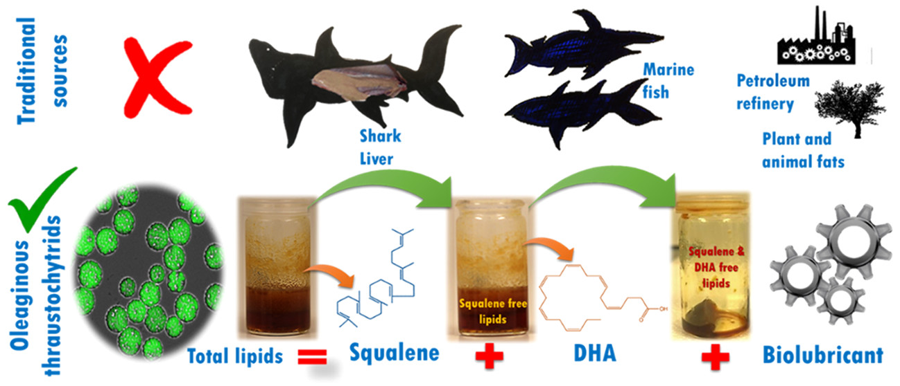 Use of Thraustochytrids for Supplements