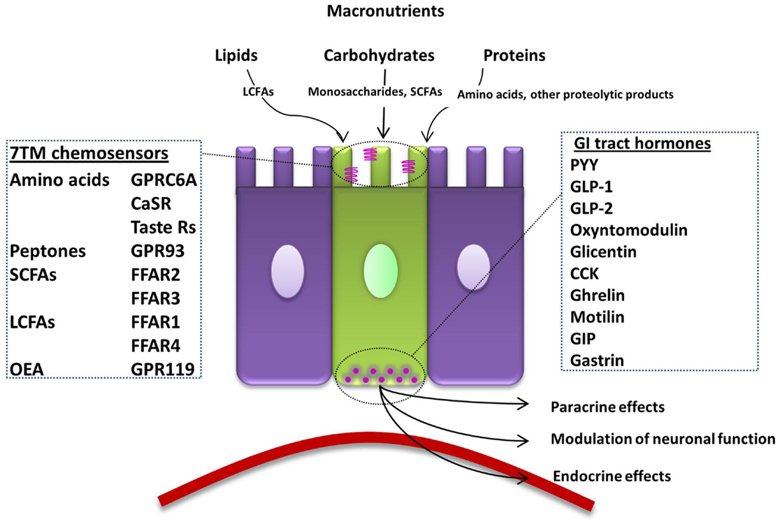 Summary of the macronutrient sensing receptors expressed in enteroendocrine cells of the gut and the hormones they release