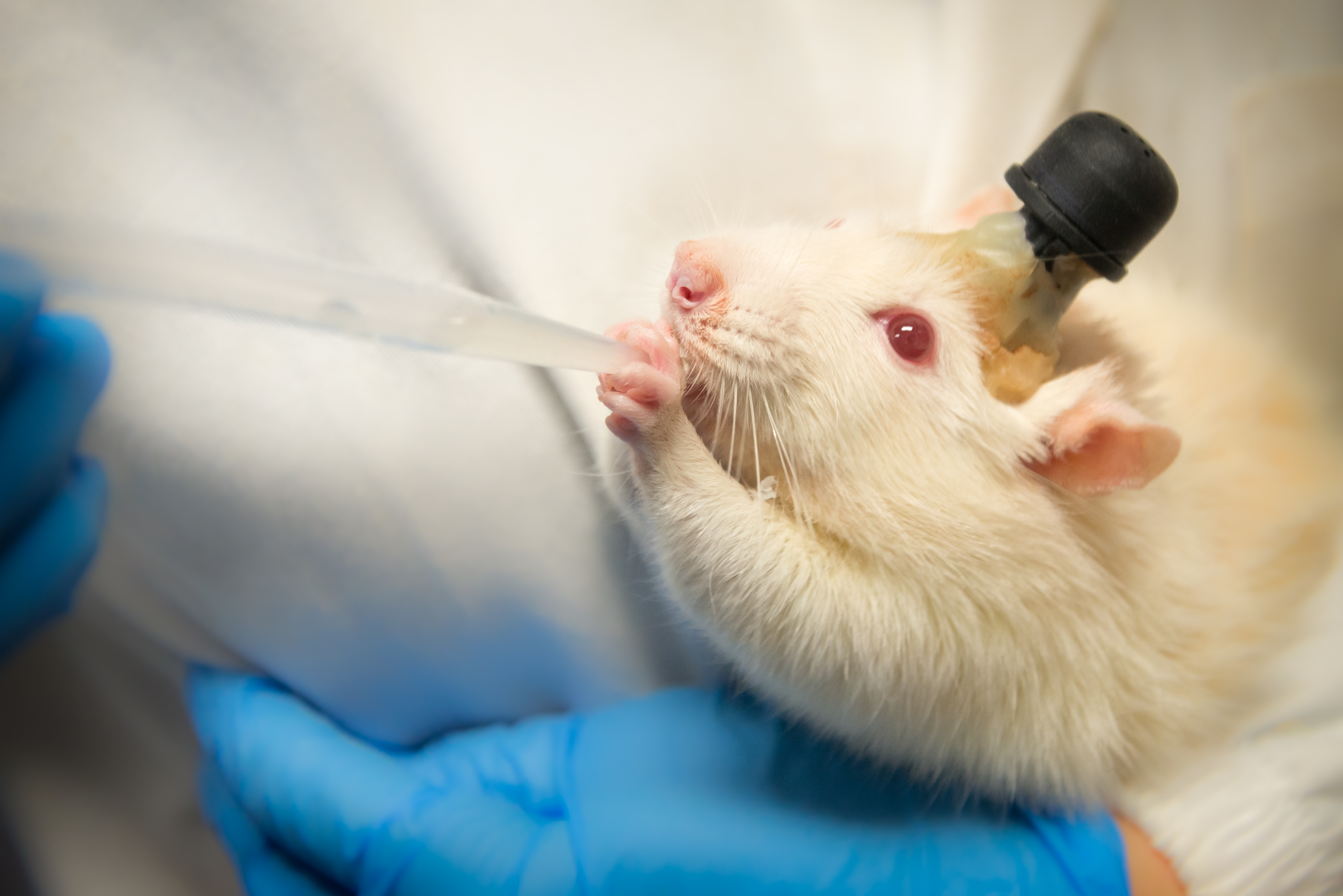 Feeding a laboratory rat