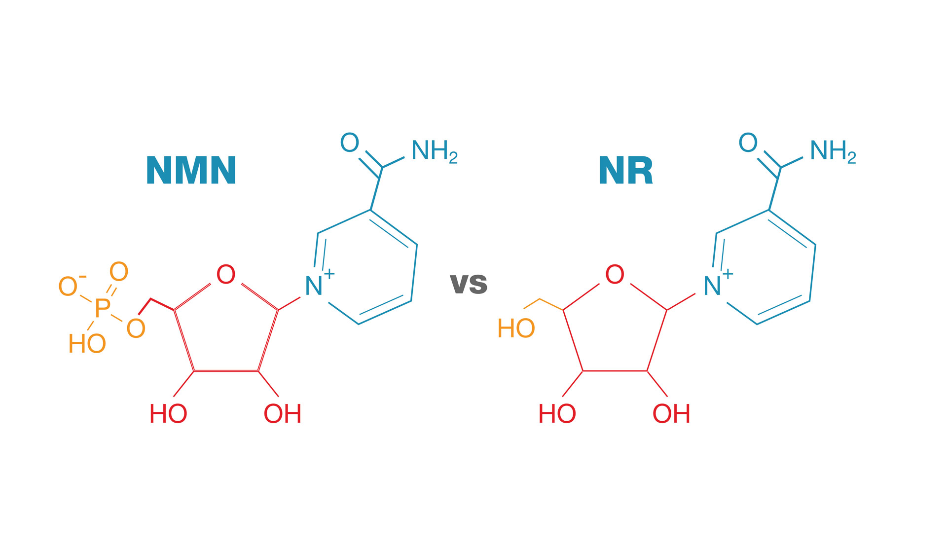 NMN vs NR
