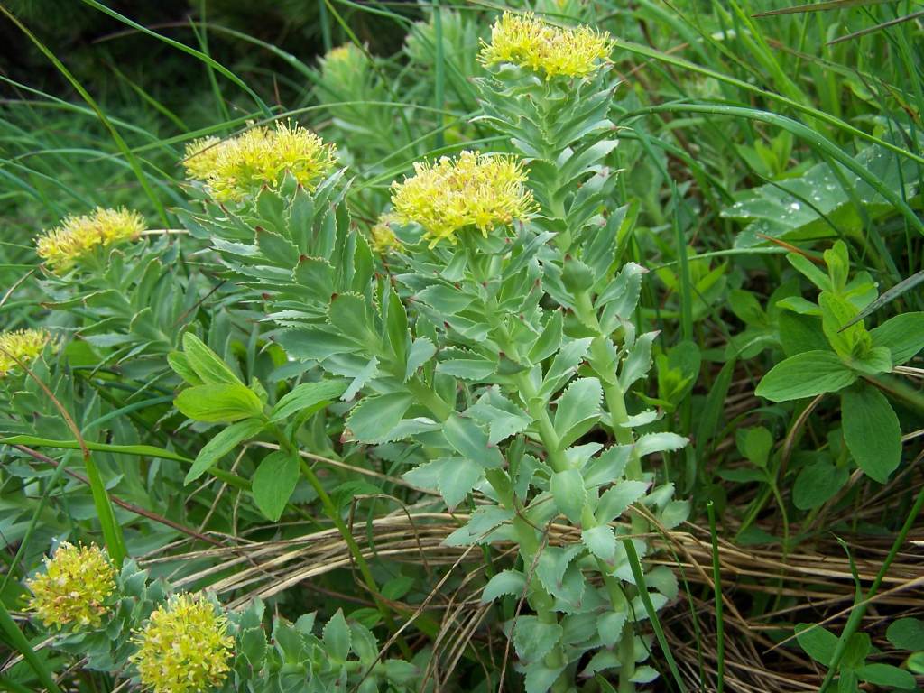 Rhodiola rosea a2