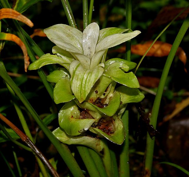 Curcuma longa - COMMON TURMERIC, Turmeric • Assamese: হালধি, Halodhi • Bengali: হলুদ Halud • Gujarati: હળદર Haldar • Hindi: हल्दी Haldi • Kannada: Arishina, Arisina • Malayalam: മഞ