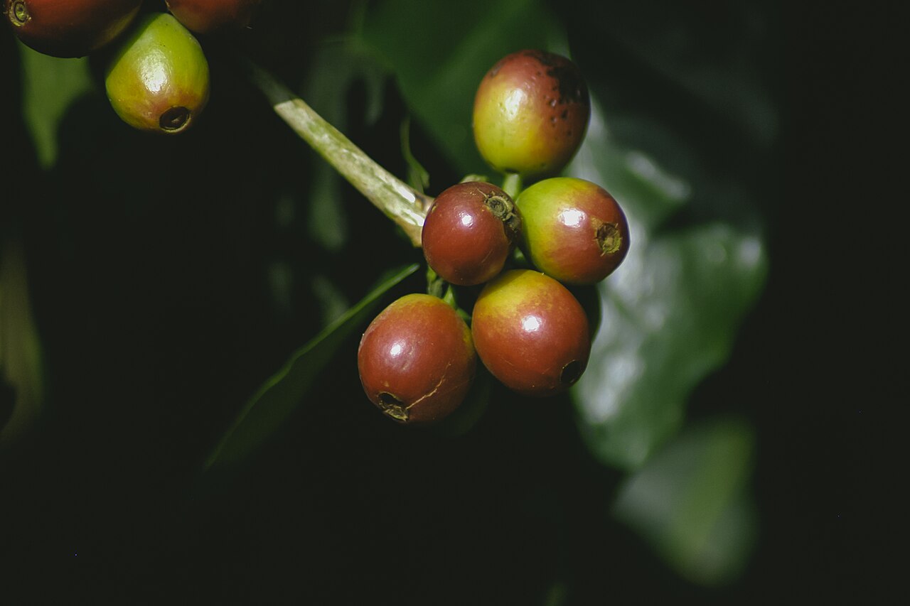 Coffee Berries in Yercaud, Tamil Nadu, India