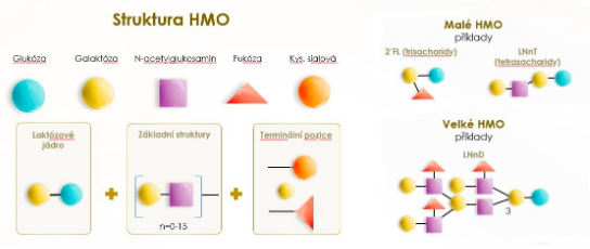 Vytvorené a upravené podľa: Bode L, Jantscher-Krenn E. Structure-Function Relationships of Human Milk Oligosaccharides. Adv. Nutr. 2012; 3: 383S–391S.