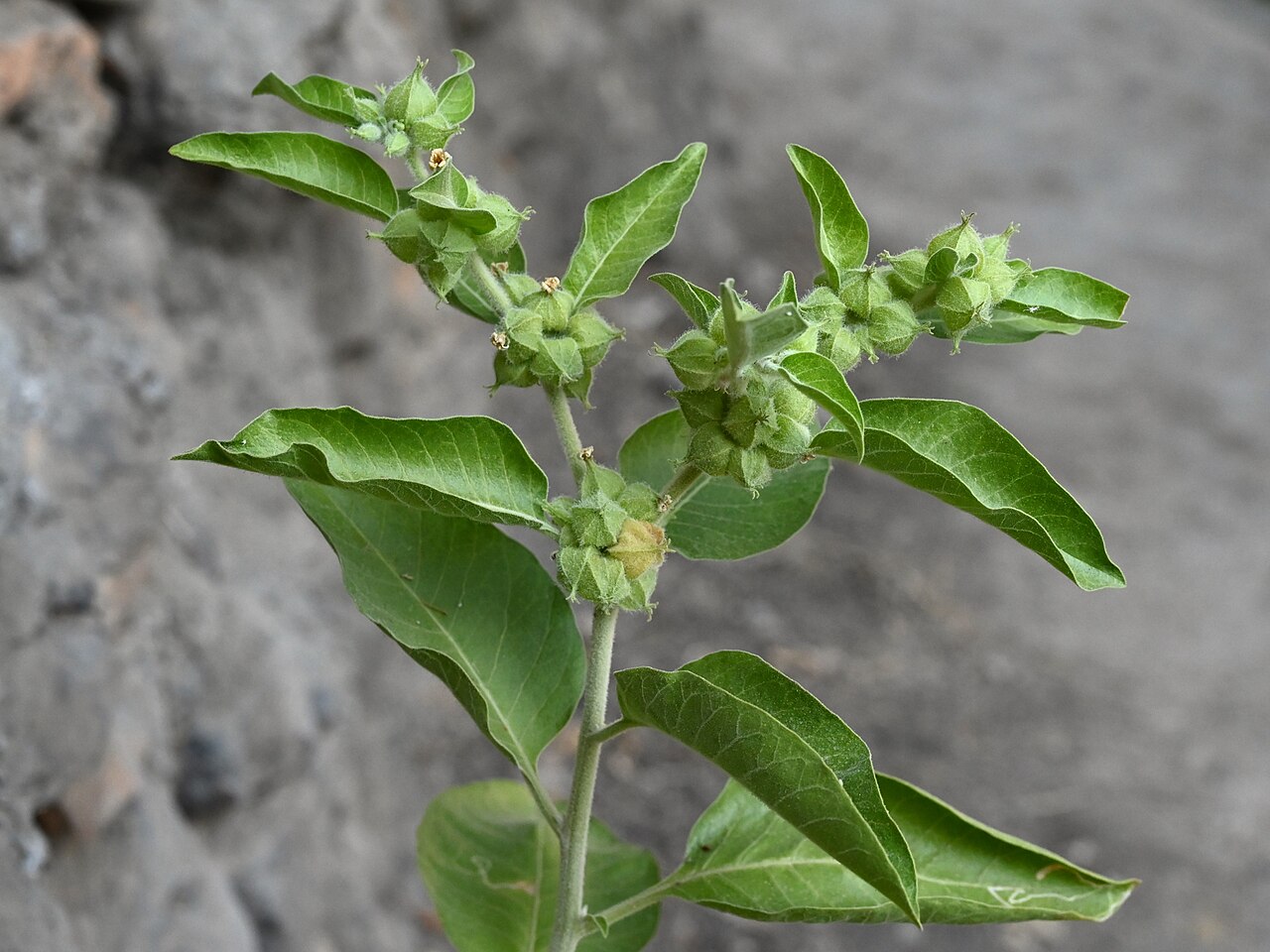 Withania somnifera in Misfah al Abriyyin, Al Dakhiliyah Gov, Oman