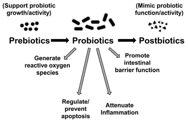 Mechanisms of action of probiotics at the cellular level in intestinal epithelia.
