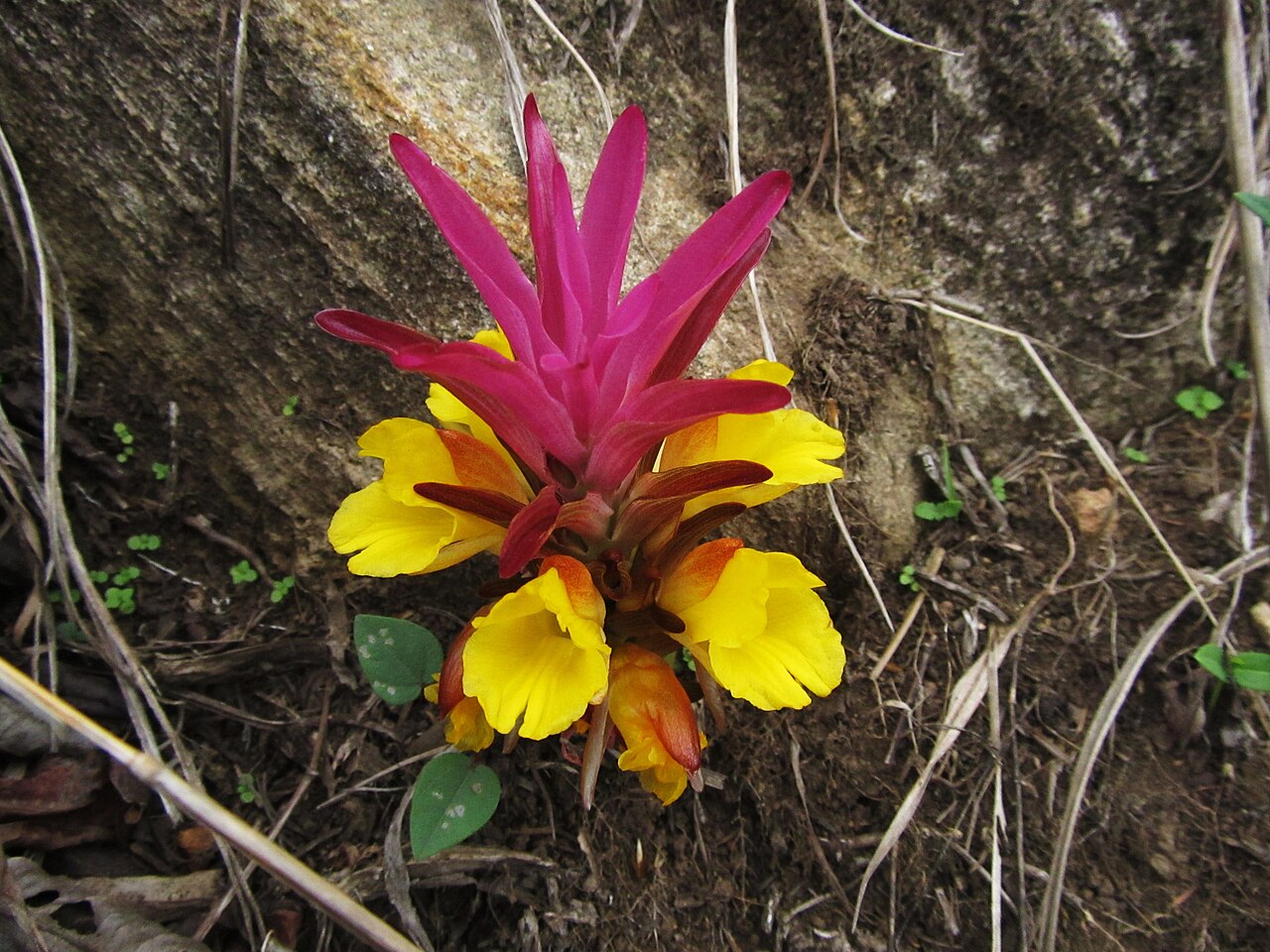Hill Turmeric is an erect herb, growing to 75 cm tall, found on moist, shaded areas of wet forests and along sluggish grassy slopes of higher altitude. It has stout rootstock beari