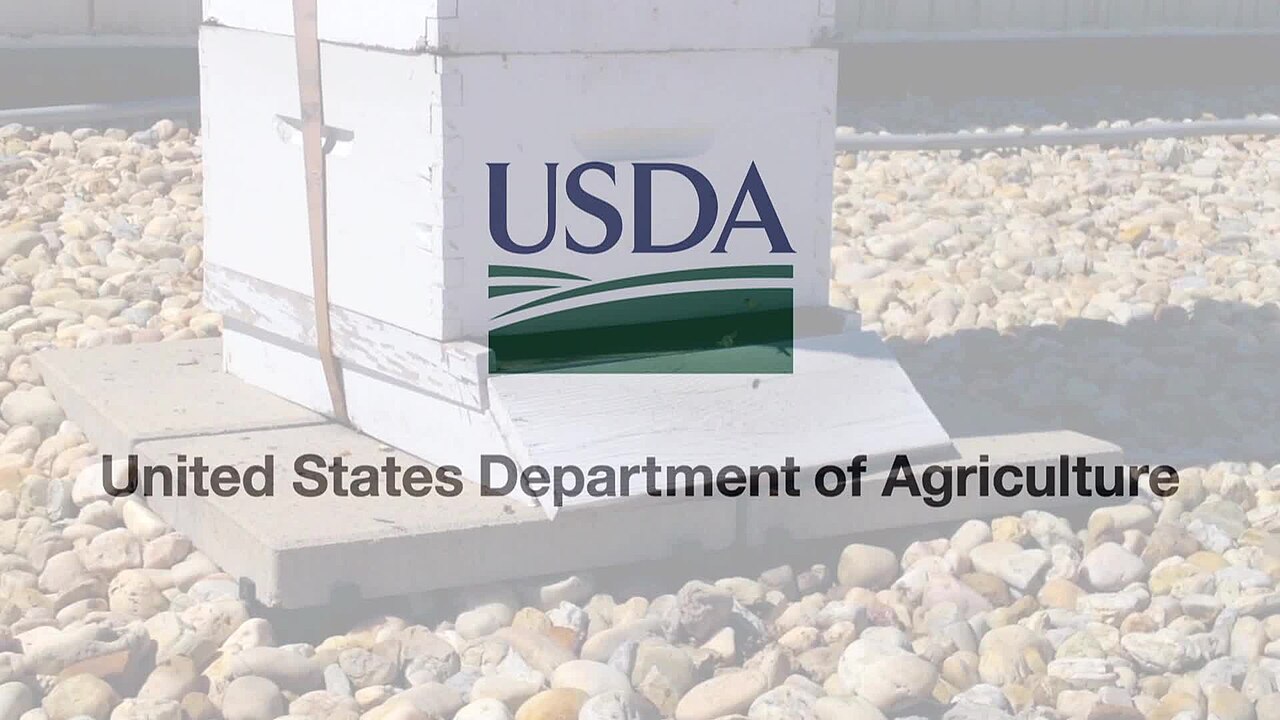You can now see #BeeWatch 24/7 at www.usda.gov/beehive . Watch honey bees buzzing in and out of the People’s Garden Apiary located on the roof of the Jamie L. Whitten Building at U