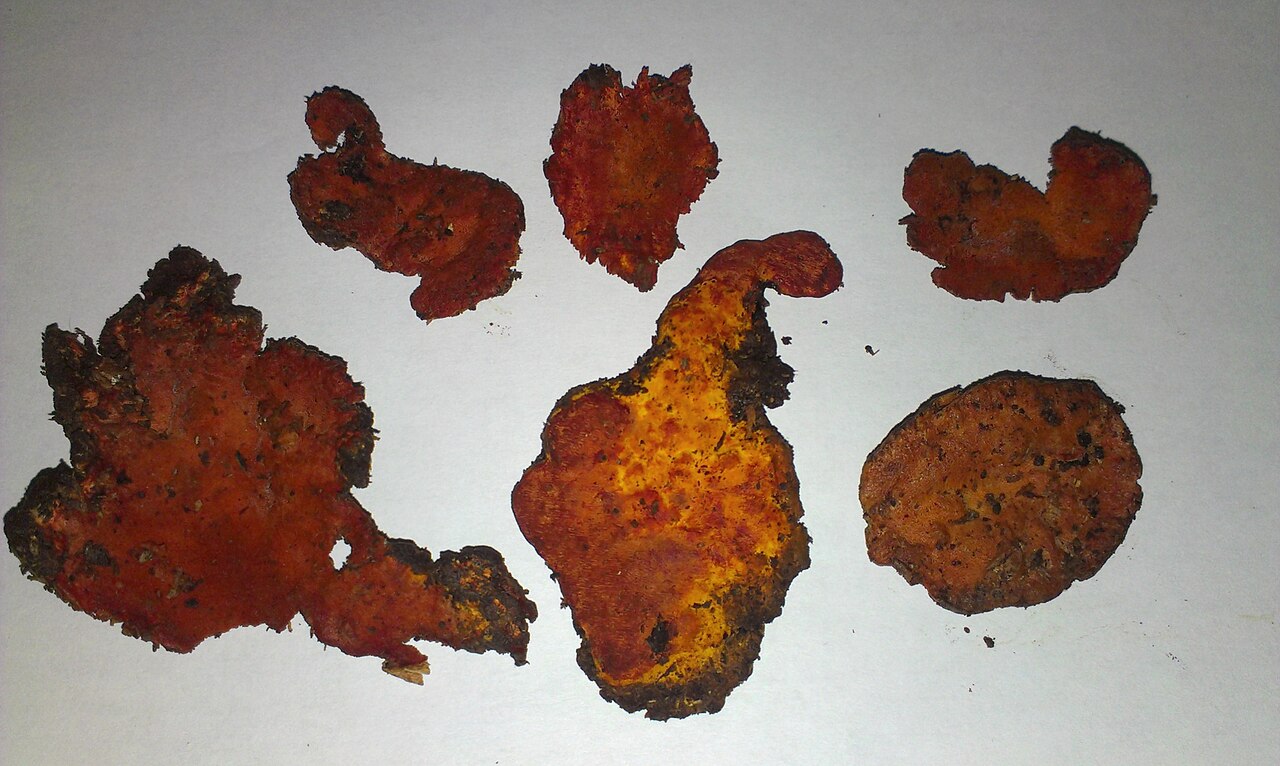 ​牛樟芝子實體。
