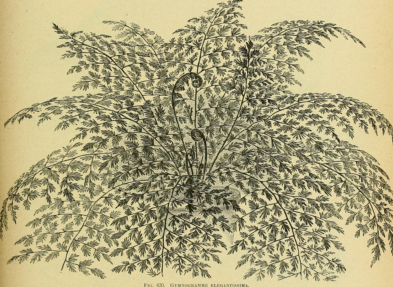 Identifier : centurysupplemen1901nich ( find matches ) Title : The century supplement to the dictionary of gardening, a practical and scientific encyclopaedia of horticulture for g